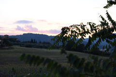 DSC_0031